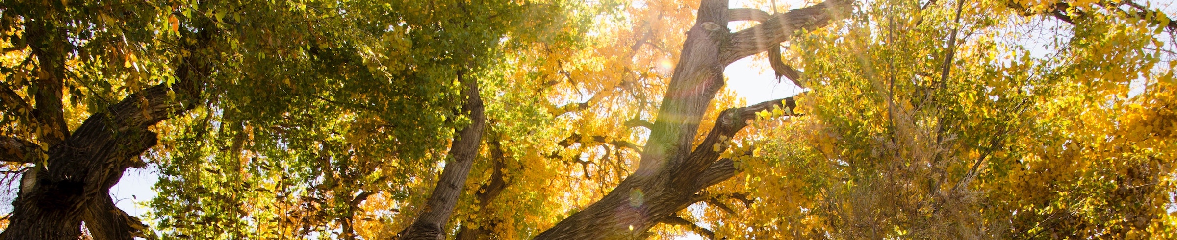 Cottonwood trees in the Bosque
